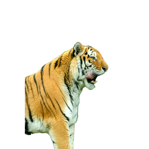 Related cat image: A Bengal Tiger Elegantly Walks Amidst Green Foliage, Showcasing Its Natural Beauty And Strength In The Wild. 14959